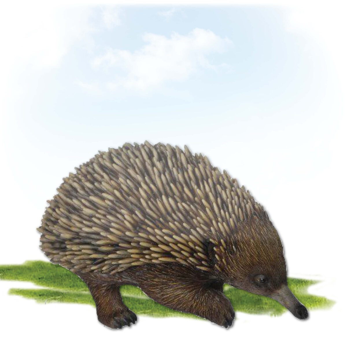 Natureworks Australia Echidna -life-size replica in walking pose -