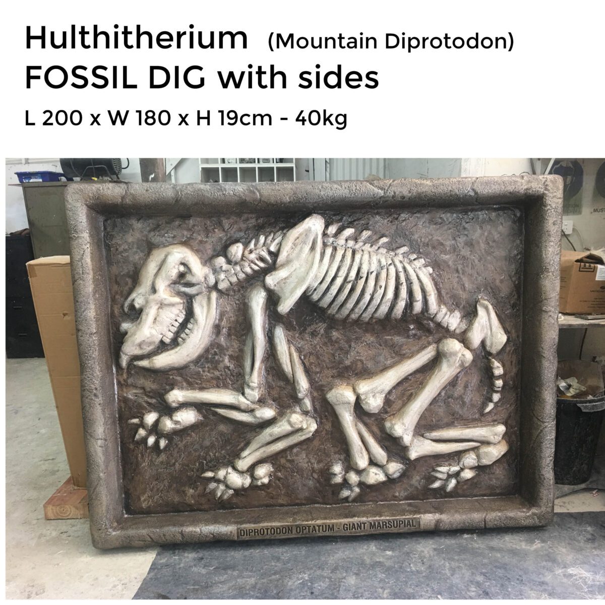 Natureworks Australia Hulitherium-Mountain Diprotodon-Fossil dig w sides-shown in office-NW-HFDWS