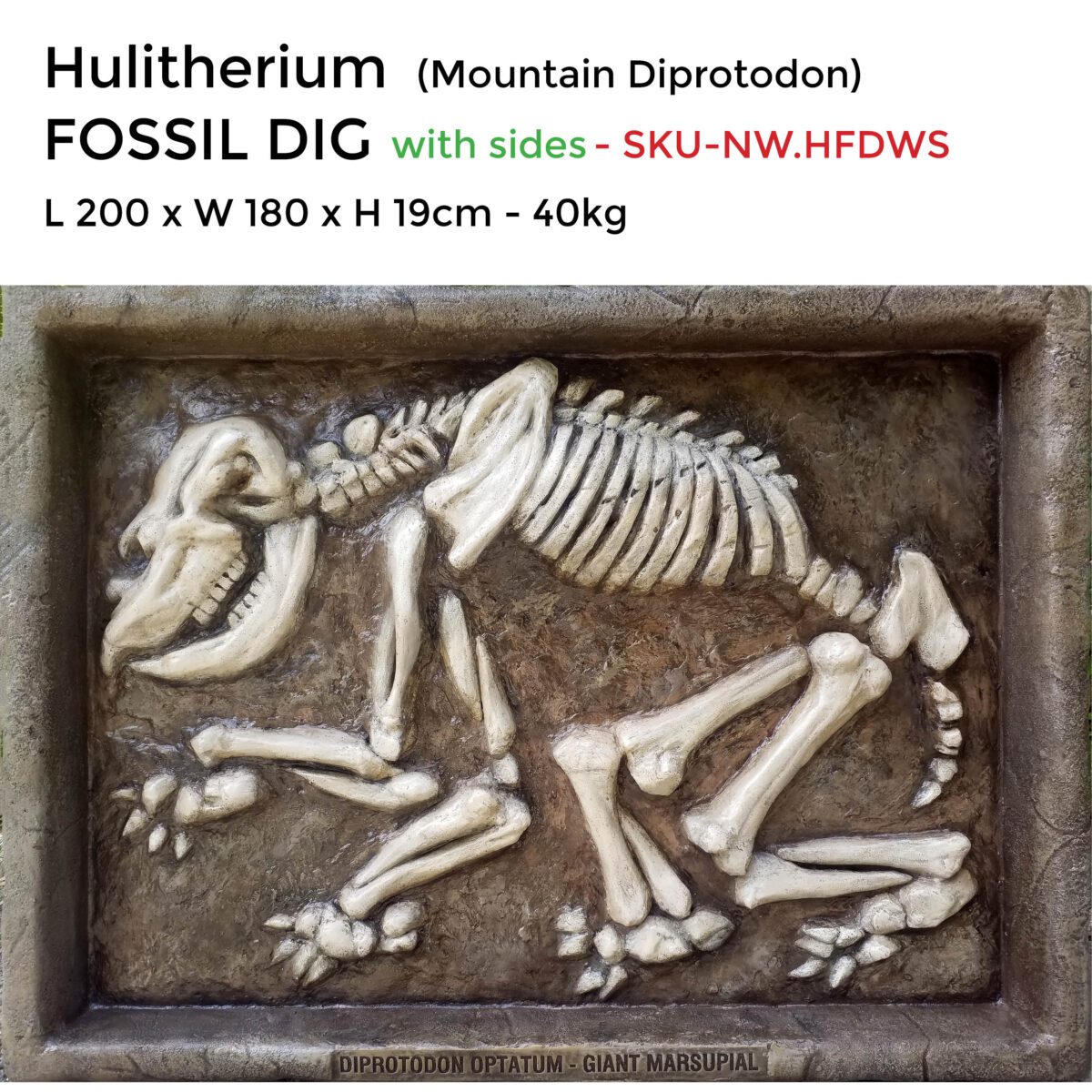 Natureworks Australia Hulitherium-Mountain Diprotodon-Fossil dig w sides-with sizes-SKU -NW-HFDWS