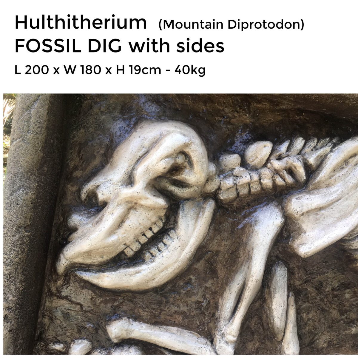 Natureworks Australia Hulitherium-Mountain Diprotodon-Fossil dig w sides-with sizes-SKU -NW-HFDWS close up of head detail