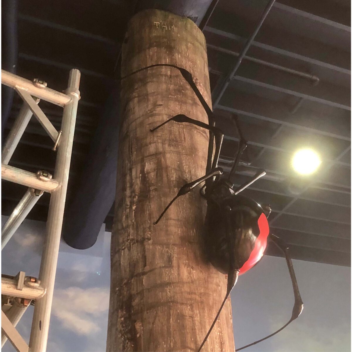 Natureworks Australia Redback Spider - 2m long - custom designed - showing in production - - showing during installation