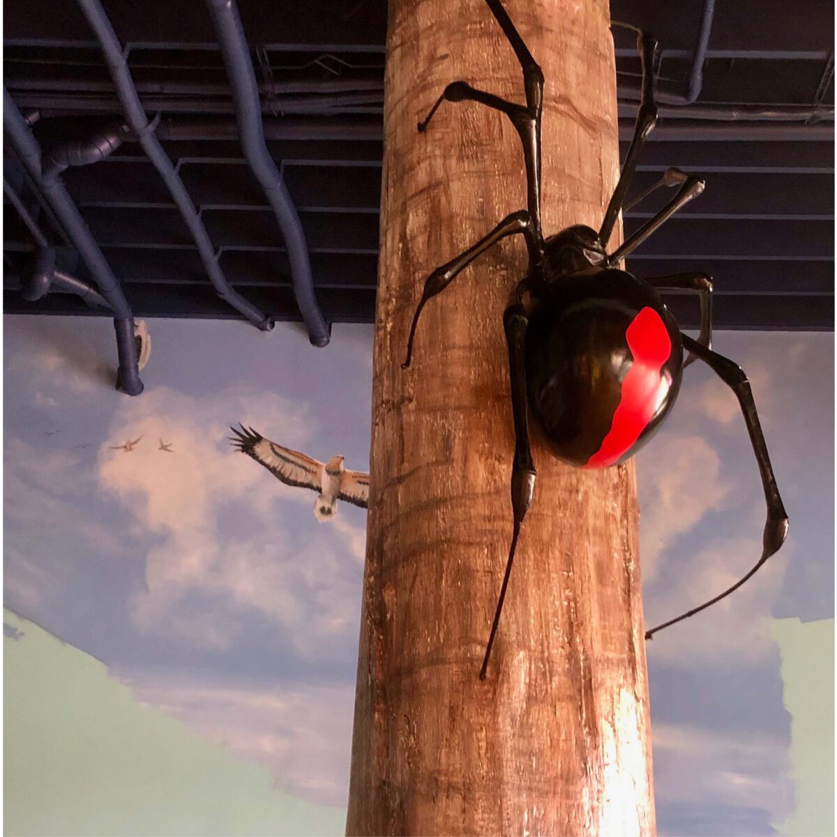 Natureworks Australia Redback Spider - 2m long - custom designed - showing in production - - shown insitu climbing the giant pillar of the Ettamonga pub