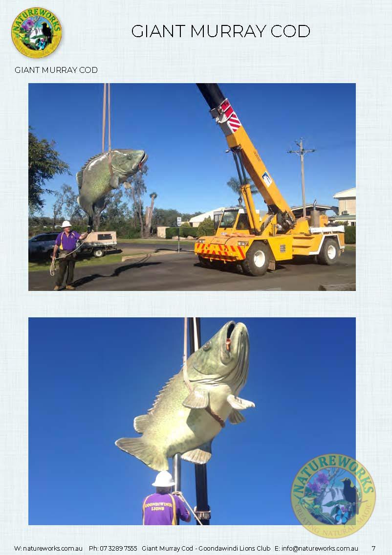Natureworks Australia Murray Cod - Giant - Custom sculpture - by Natureworks for Lions Club - Goondawindi - Public Art display -showng crane truck installation in park