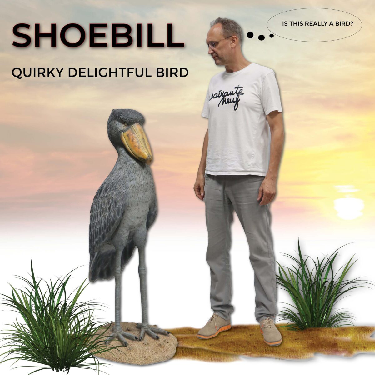 Natureworks Australia Shoebill - Stork like bird - standing pose - on a base plate - sculpture for sale - size shown with man standing next to bird