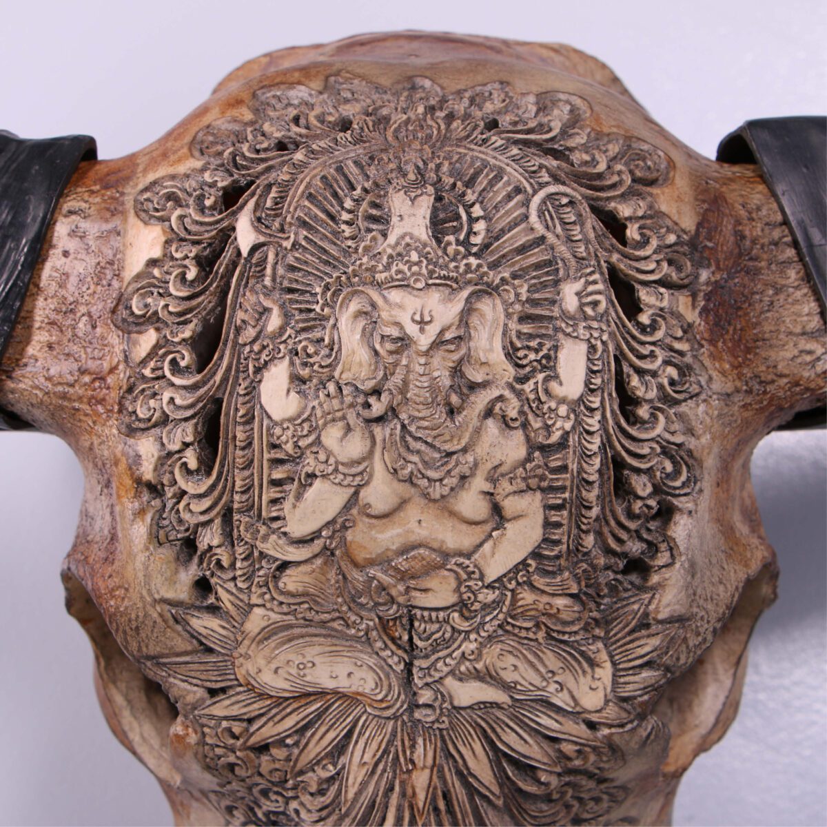 Natureworks Australia Bull Skull Ganesh -Wall Decor - 150053 - Natural finish - L 79cm x W30cm x H 70cm - 4kg- showing details design on top of skull