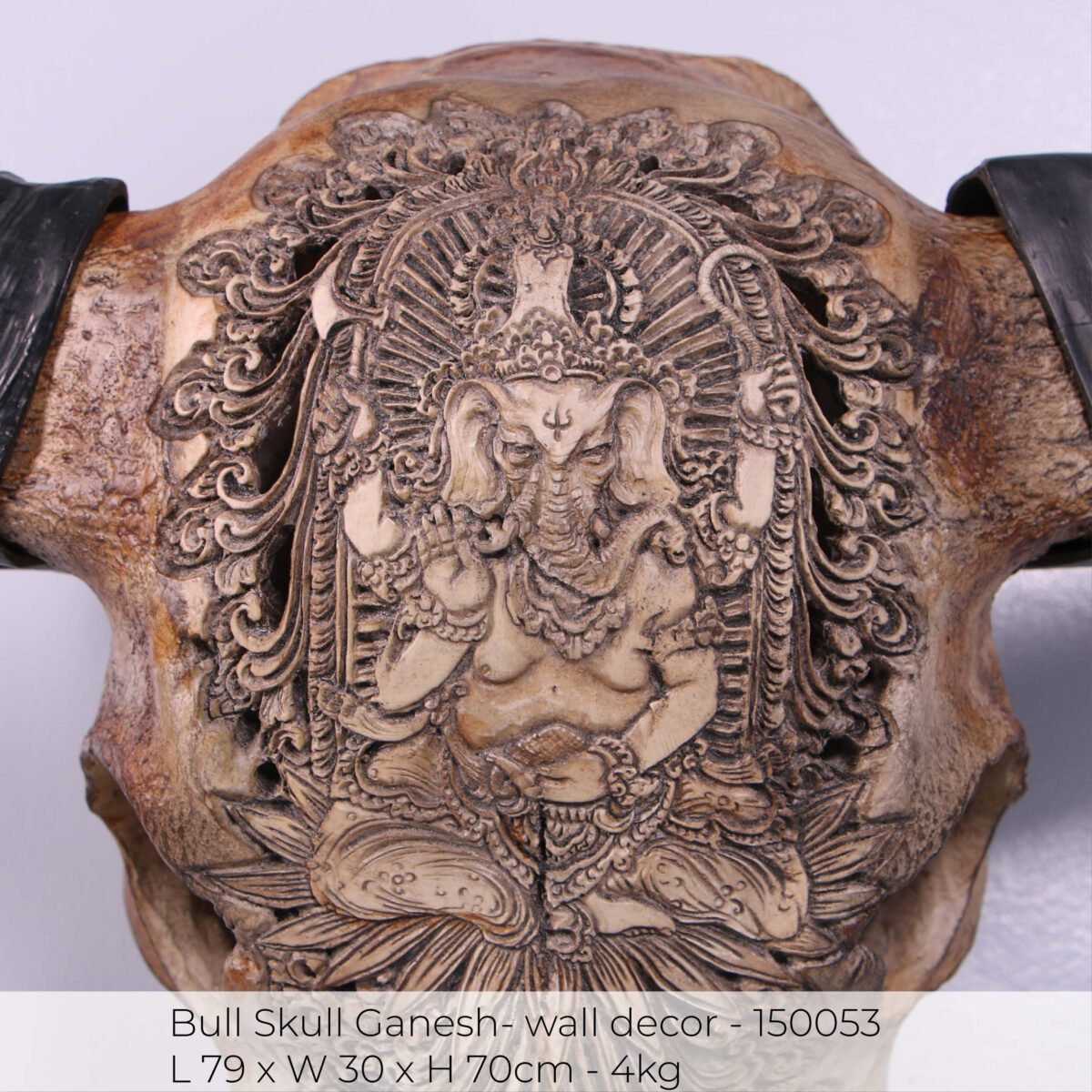 Natureworks Australia Bull Skull Ganesh -Wall Decor - 150053 - Natural finish - L 79cm x W30cm x H 70cm - 4kg - detailed pattern with size of sculpture