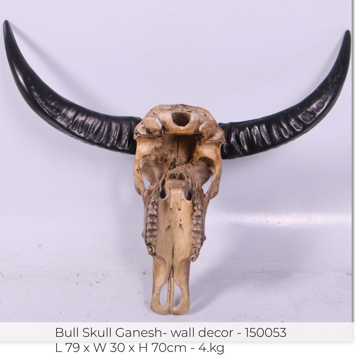 Natureworks Australia Bull Skull Ganesh -Wall Decor - 150053 - Natural finish - L 79cm x W30cm x H 70cm - 4kg - showing rear view of internal skull detail