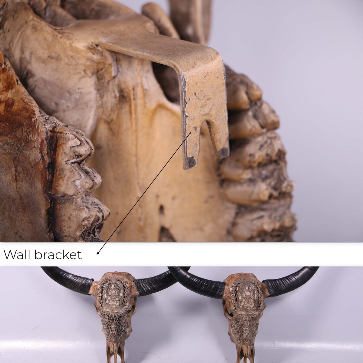 Natureworks Australia Bull Skull Ganesh -Wall Decor - 150053 - Natural finish - L 79cm x W30cm x H 70cm - 4kg - Showing rear view with bracket