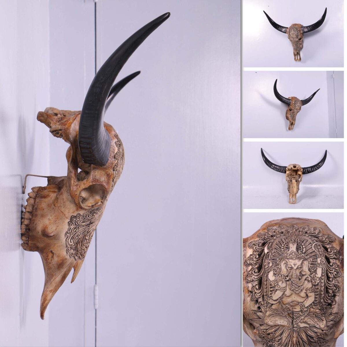 Natureworks Australia Bull Skull Ganesh -Wall Decor - 150053 - Natural finish - L 79cm x W30cm x H 70cm - 4kg - showing various views - including side view hanging on wall