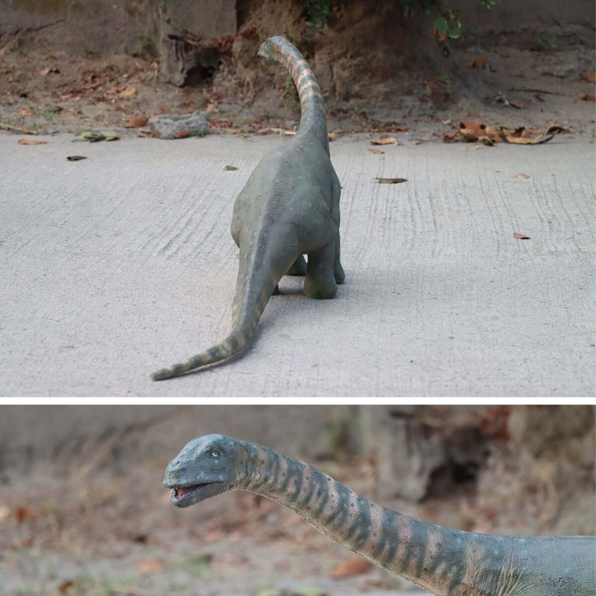 Natureworks Australia Rhoetosaurus browni mini dinosaur statue - 230127- showing rear vew and close up of head and neck