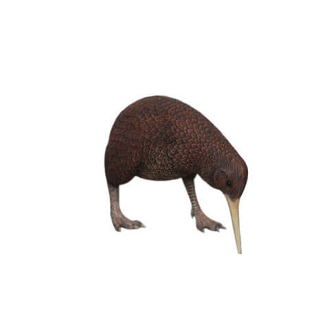 Kiwi Bird-Standing head down