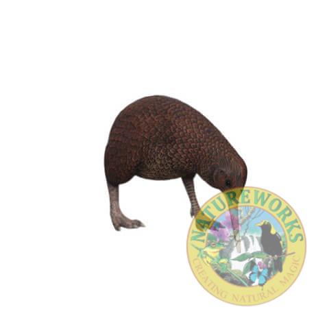 Kiwi Bird-Standing head down