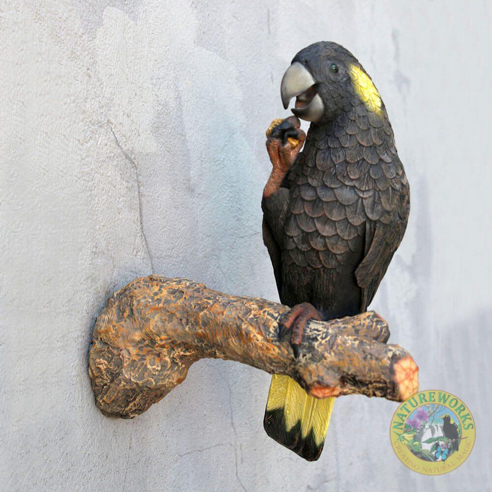 Yellow-tailed Black Cockatoo on Branch