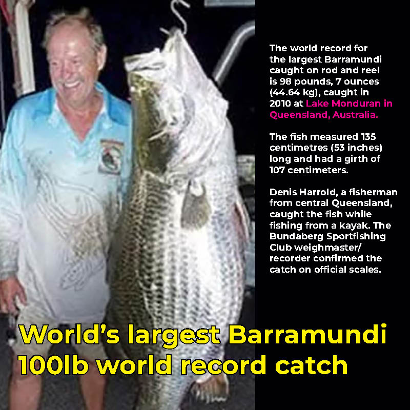 Natureworks Australia World's largest barramundi fish 100lb Denis Harrold fisherman