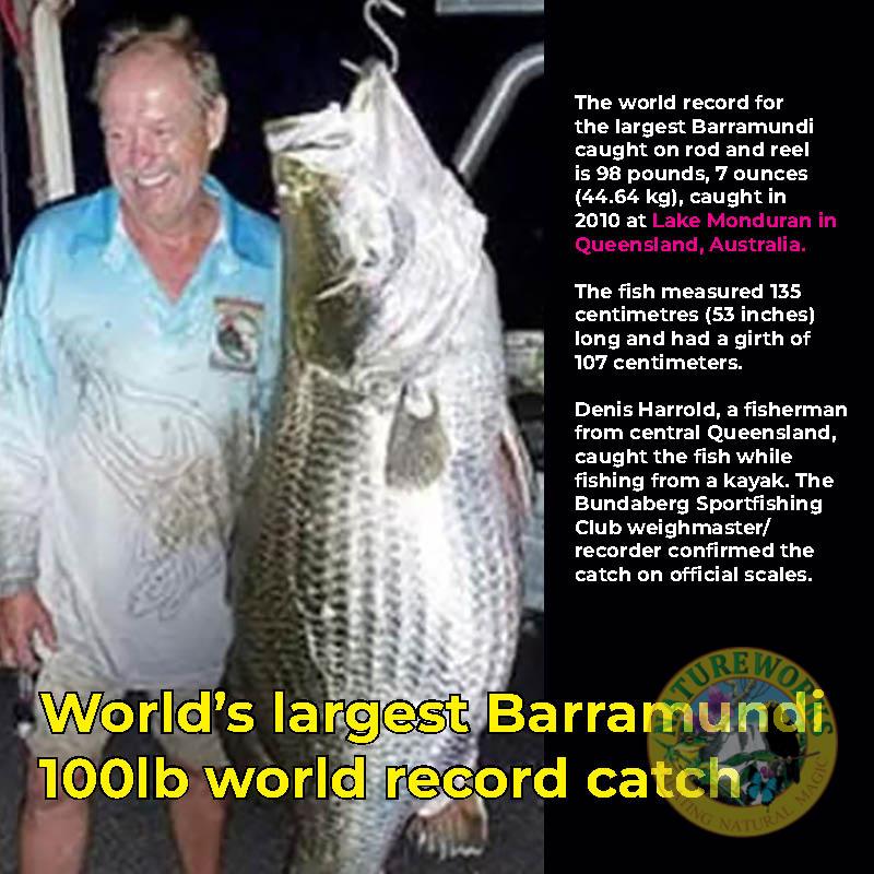 Natureworks Australia World's largest barramundi fish 100lb Denis Harrold fisherman