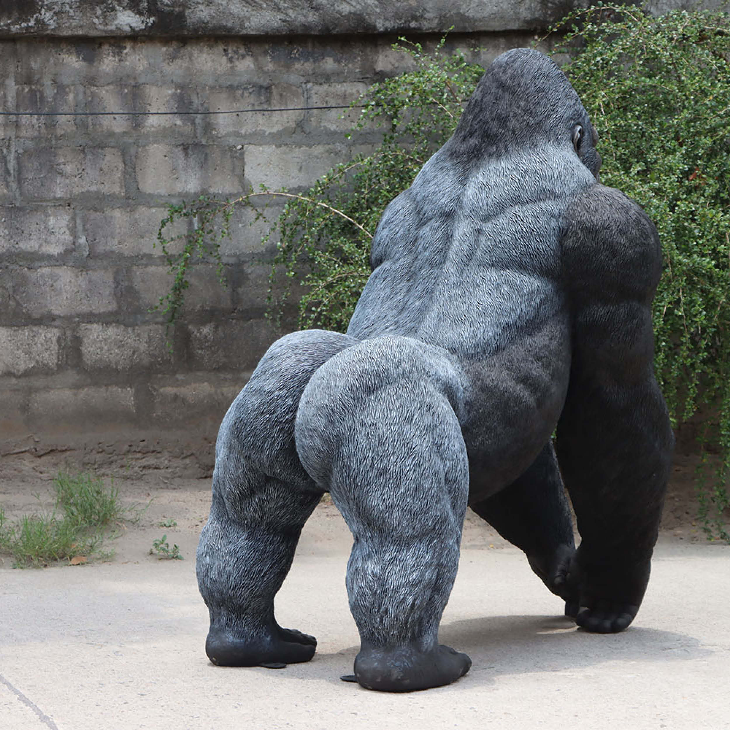 Natureworks Australia Gorilla Male 240118- Larger than life size - Rear angle view-V7