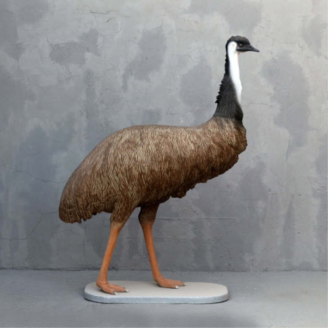 Natureworks Australia Emu Standing on base plate Y.3360 180cmside view looking right