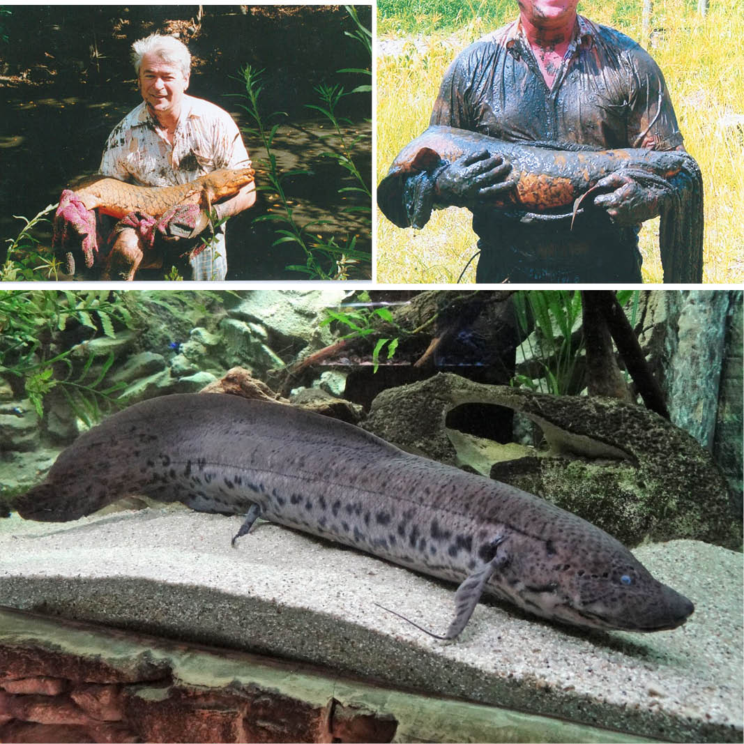 Natureworks Australia Lungfish - Image 3