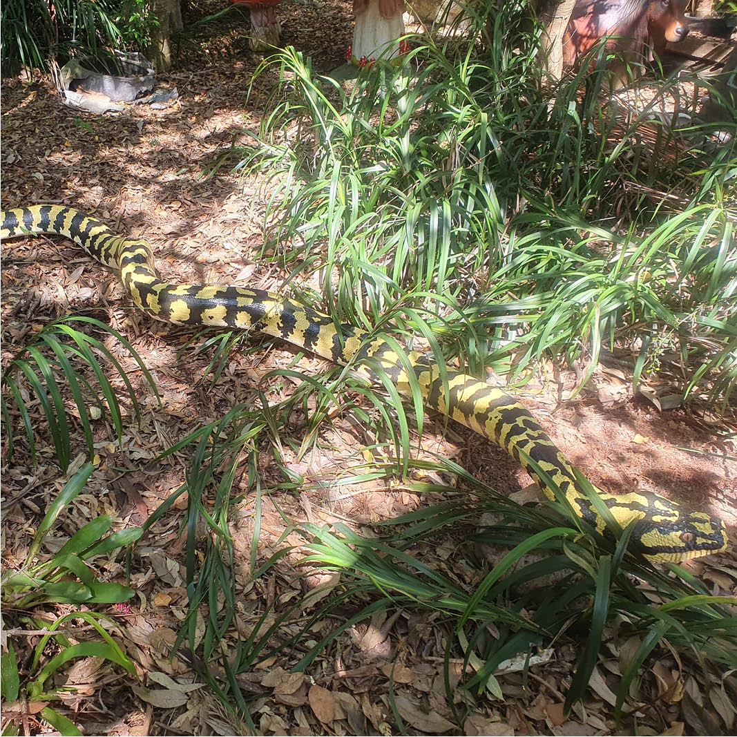Natureworks Australia Jungle Python Snake - 6.4 metres long - black and yellow painted version. - Shown outside at Natureworks - Rear view of snake