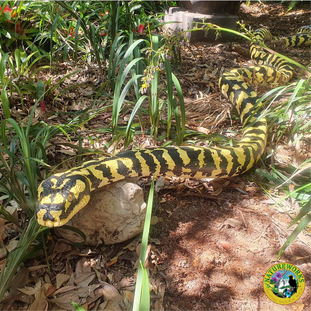 Natureworks Australia Jungle Python Snake - 6.4 metres long - black and yellow painted version. - Shown outside at Natureworks - angle view