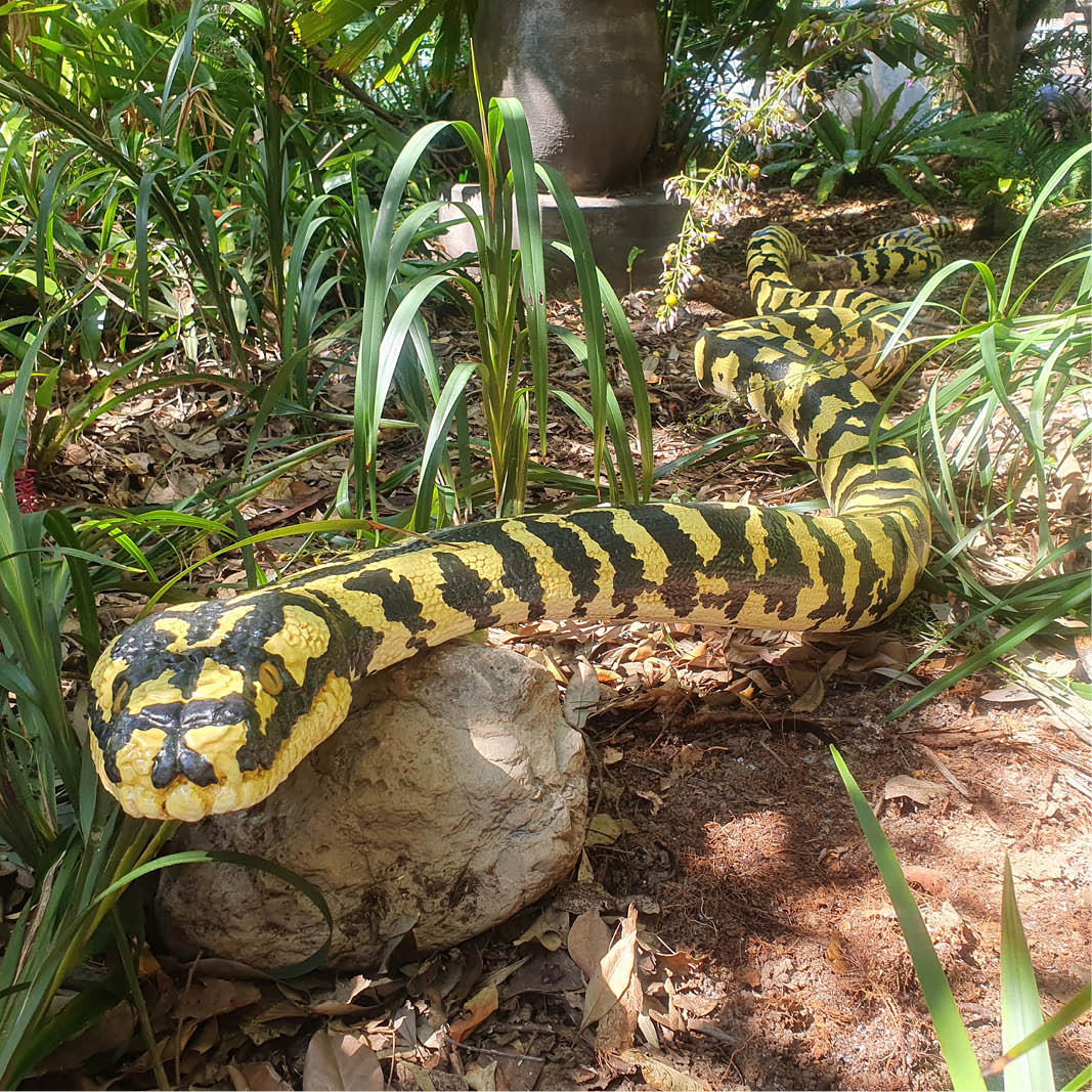 Natureworks Australia Jungle Python Snake - 6.4 metres long - black and yellow painted version. - Shown outside at Natureworks - showing entire snake length