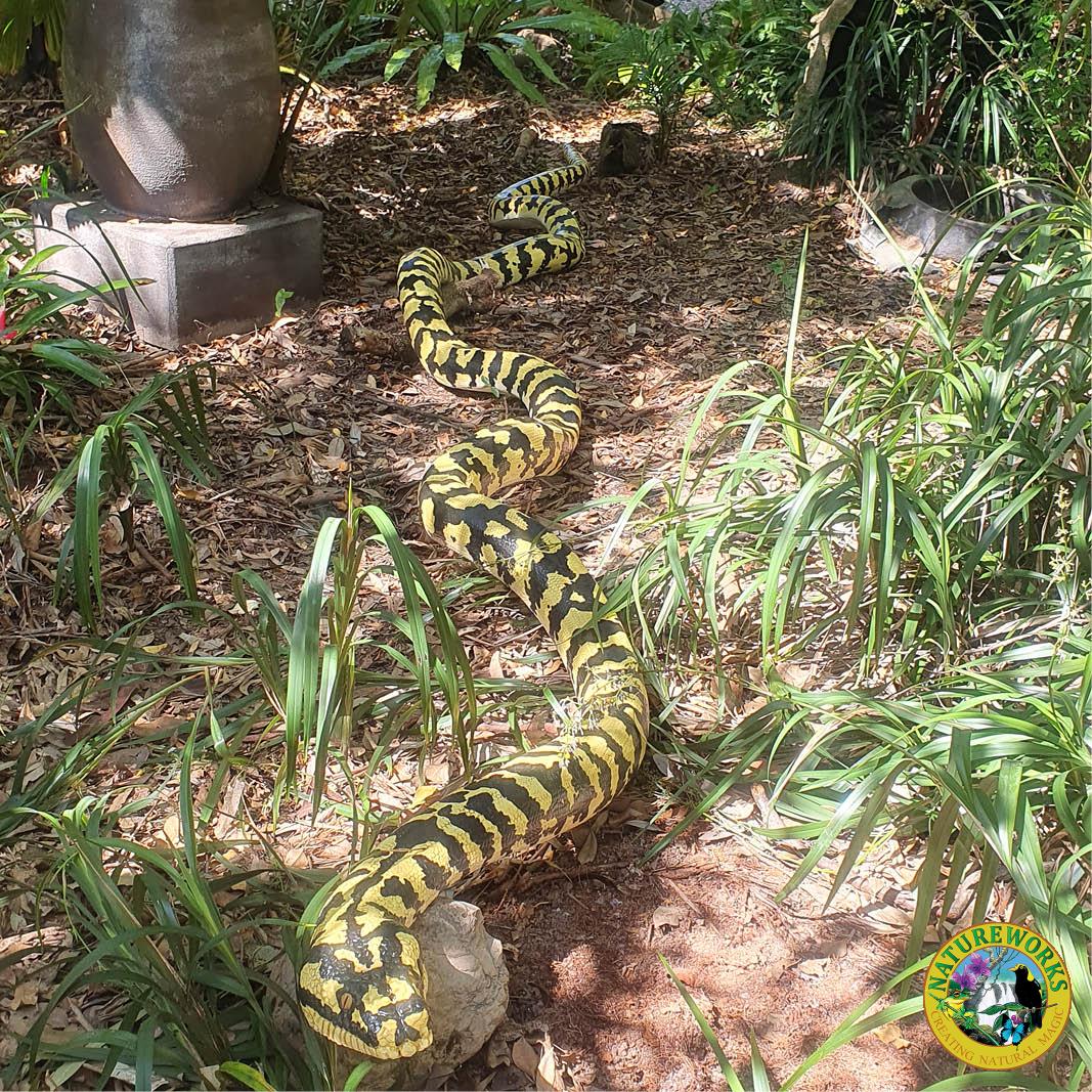 Natureworks Australia Jungle Python Snake - 6.4 metres long - black and yellow painted version. - Shown outside at Natureworks -Front view