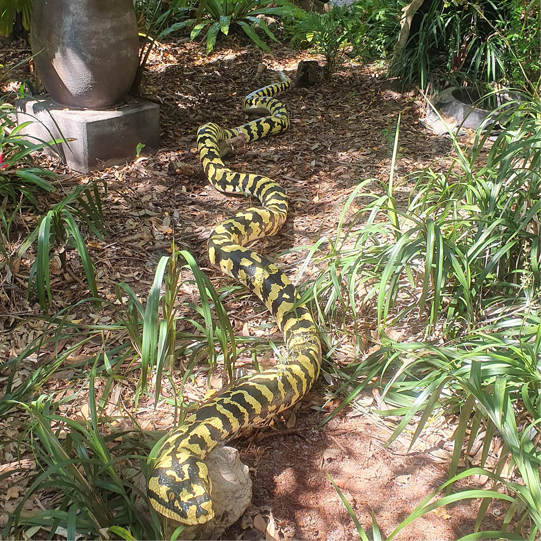 Natureworks Australia Jungle Python Snake - 6.4 metres long - black and yellow painted version. - Shown outside at Natureworks -Front view
