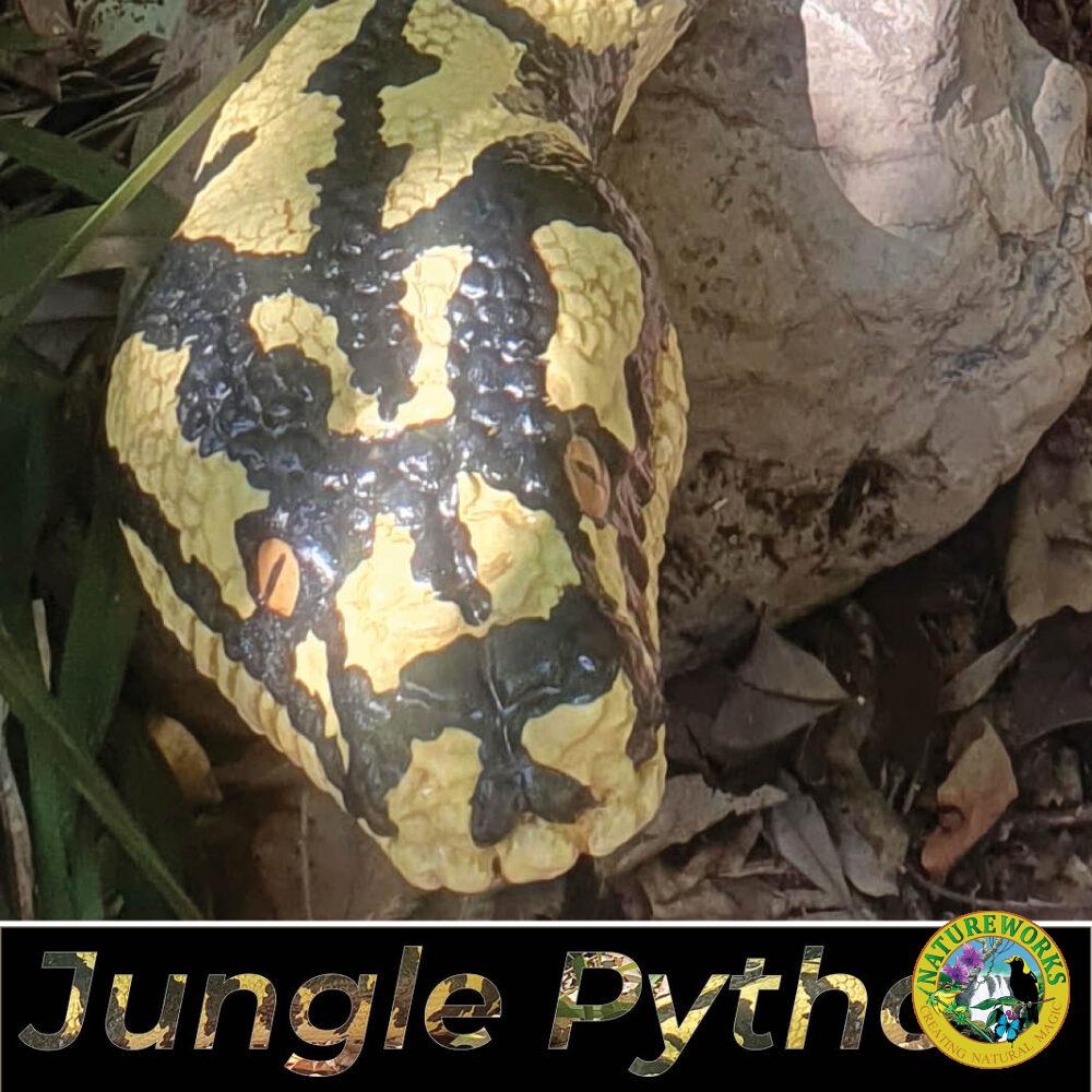 Jungle Python Snake - 6.4 metres long - black and yellow painted version. - Shown outside at Natureworks - close up of head detail