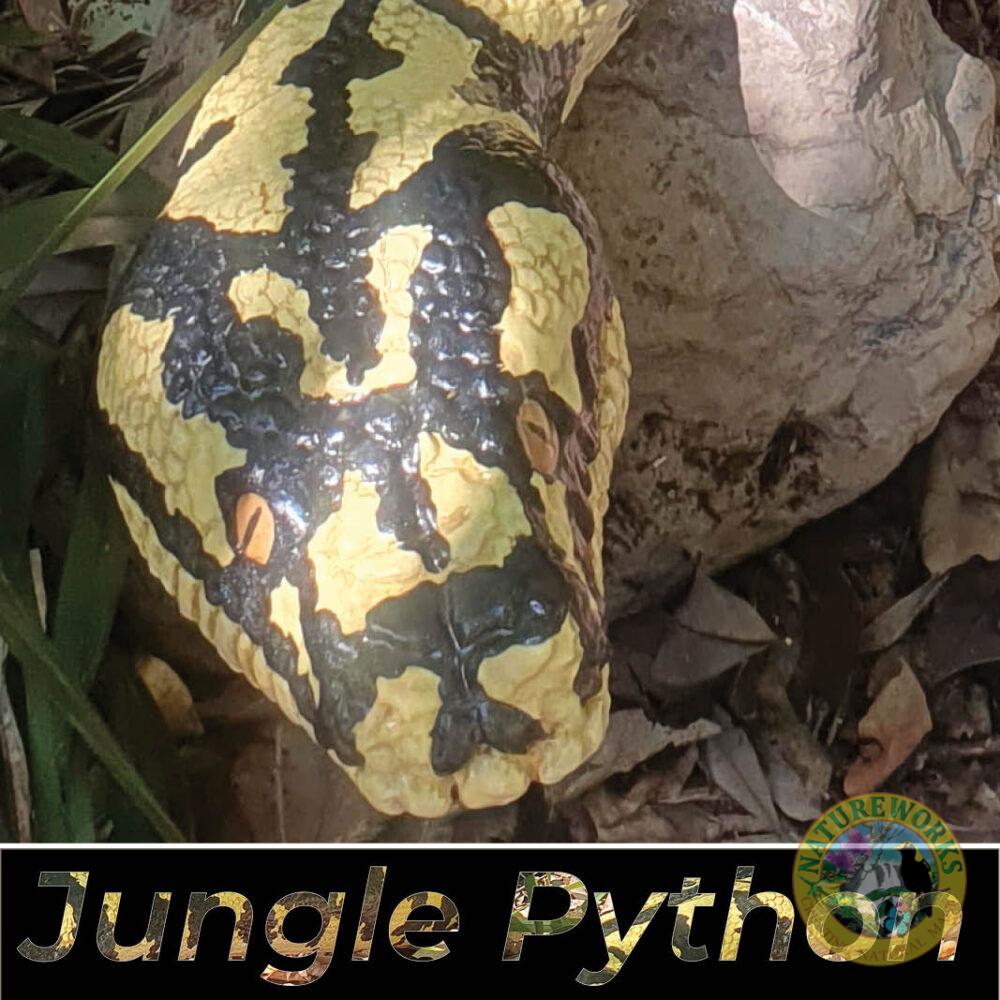 Jungle Python Snake - 6.4 metres long - black and yellow painted version. - Shown outside at Natureworks - close up of head detail