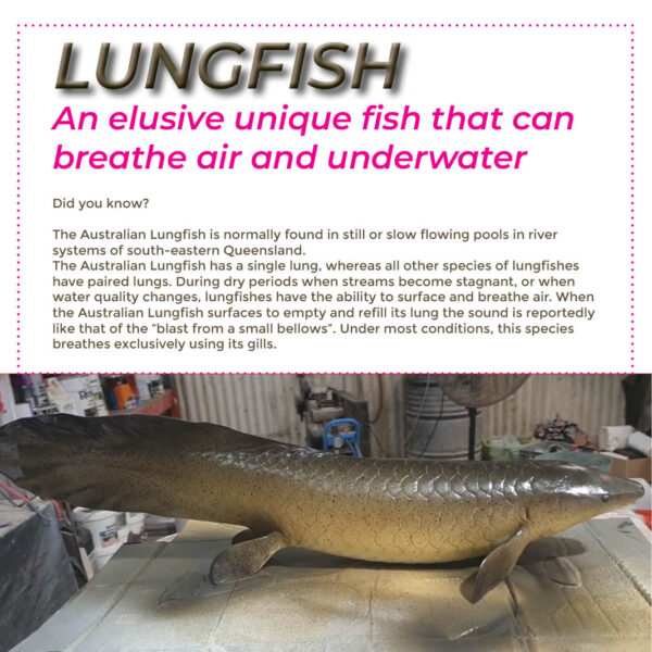 Natureworks Lungfish - life-size reproduction - V5- with lungfish information