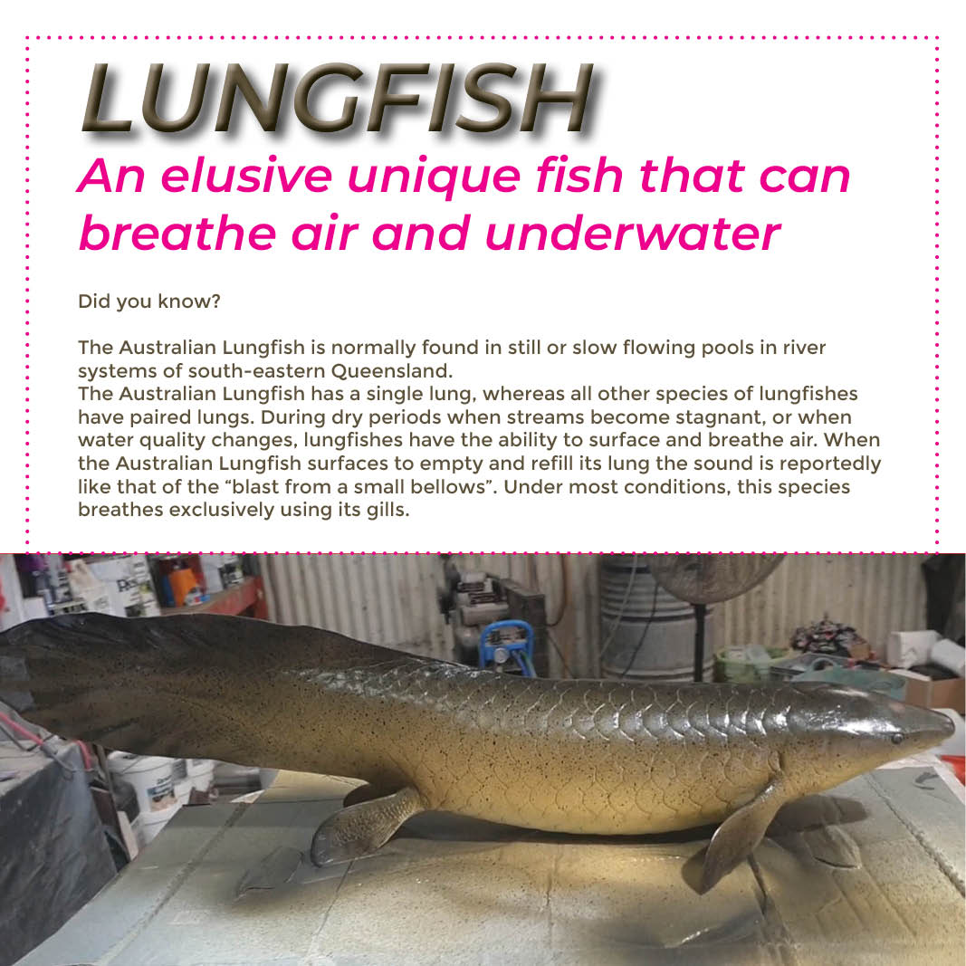 Natureworks Australia Natureworks Lungfish - life-size reproduction - V5- with lungfish information