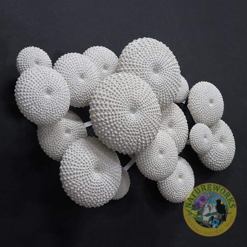 Natureworks Australia Sea urchin wall decor -240120-Whiteston -angle view - note the rear horizonal bars joining the individual pieces together.