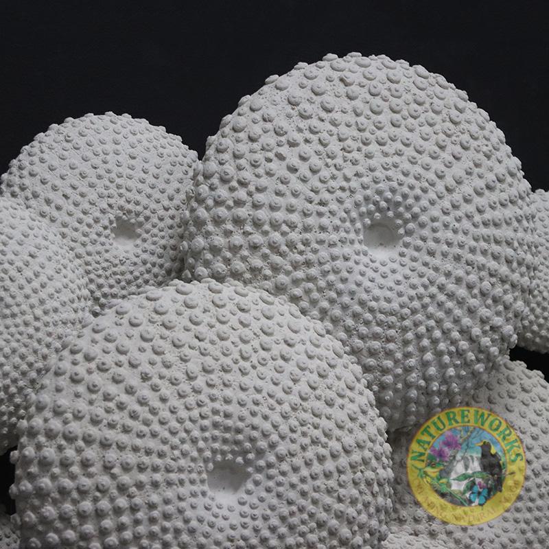 Natureworks Australia Sea urchin wall decor -240120-Whiteston -showing close up of raised relief detail