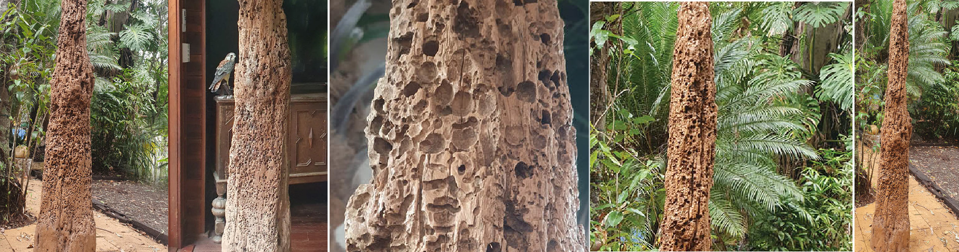 Timber pylon organic sculpture inspired by natural shipworm artistry