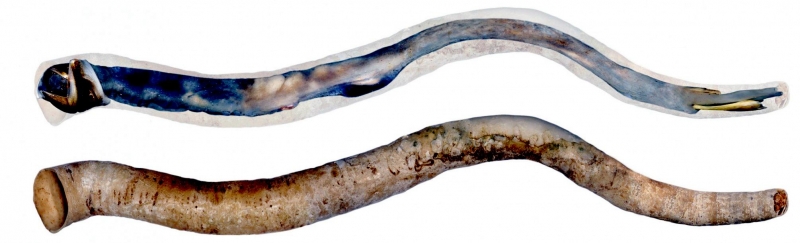 Natureworks Australia Two shipworms