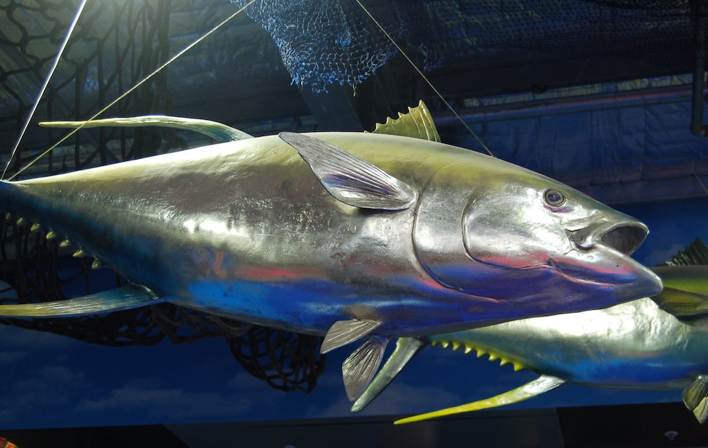 Natureworks Australia Shiny fish sculptures