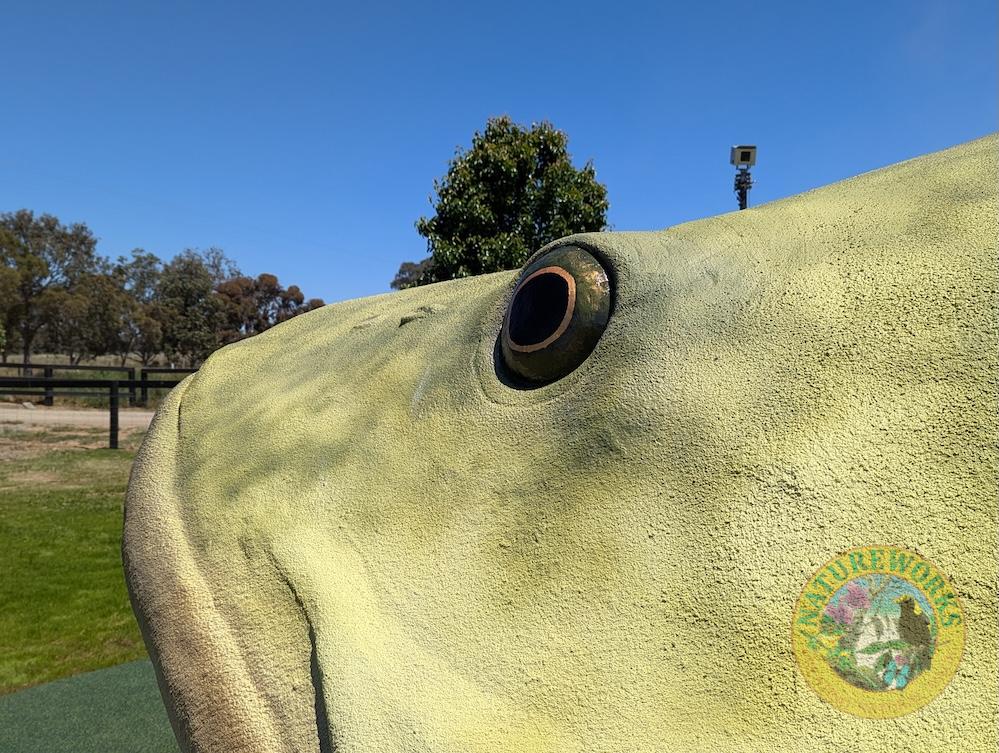 Natureworks Australia Giant Murray Cod sculpture - Image 9