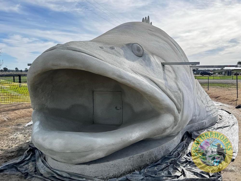 Natureworks Australia Murray cod viewed from the front