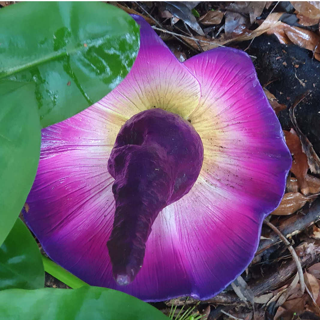 Natureworks Australia Pungapong flower - rare and colourful flower - L40cm x W 40cm x H 60cm - 230120 - close up view