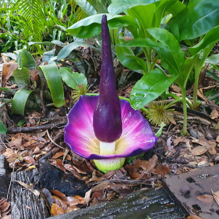 Pungapong flower - rare and colourful flower - L40cm x W 40cm x H 60cm - 230120 - Shown full size plant