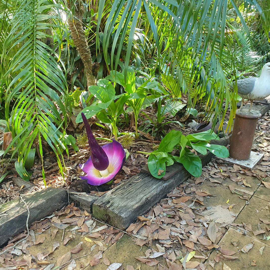 Natureworks Australia Pungapong flower - rare and colourful flower - L40cm x W 40cm x H 60cm - 230120 - shown in garden