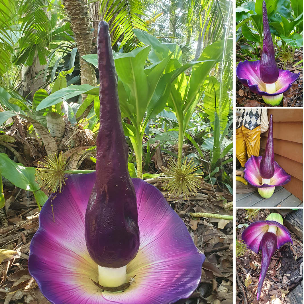 Natureworks Australia Pungapong flower - rare and colourful flower - L40cm x W 40cm x H 60cm - 230120 - various views