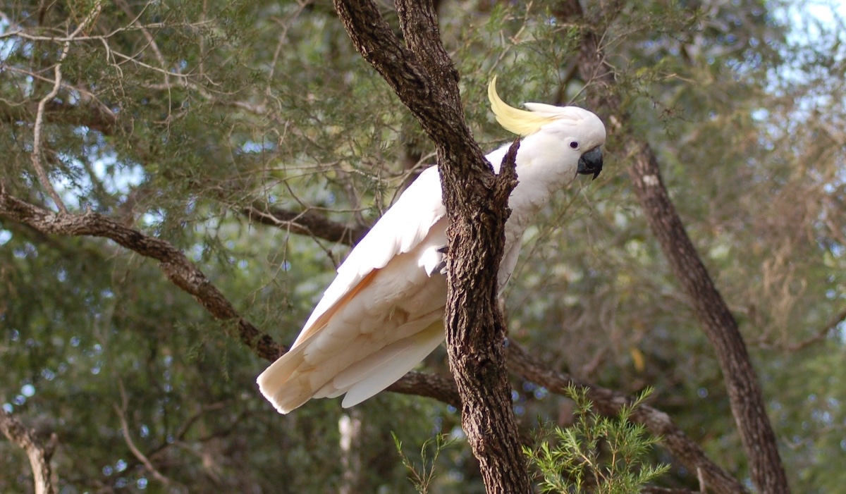Sulphur crested cockatoo