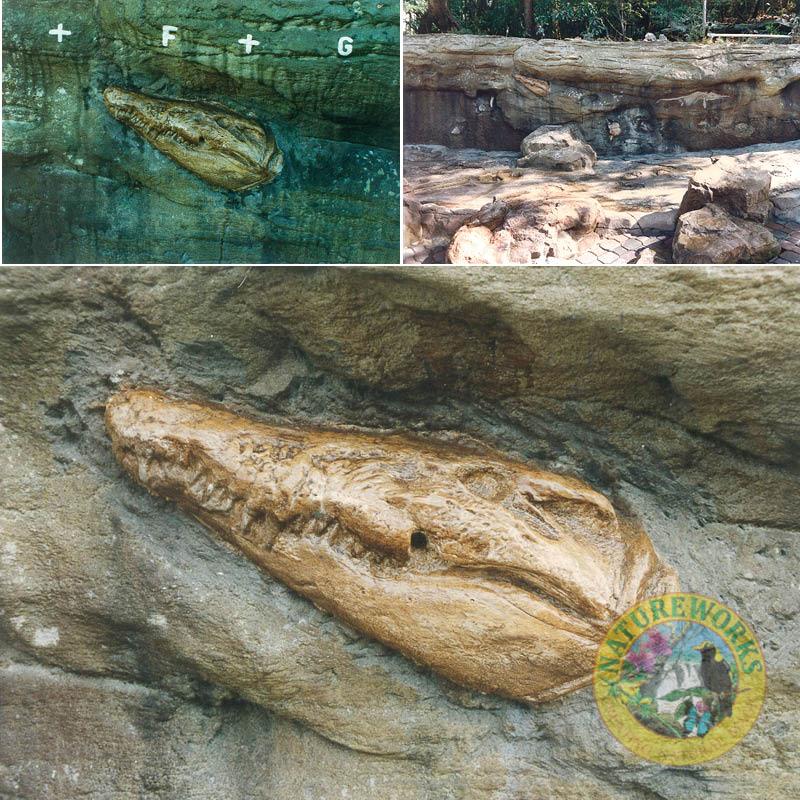 Natureworks Australia Taronga zoo - Serpentaria exhibit- artificial rock wall with various imbedded fossils- Crocodile skull shown in this photo