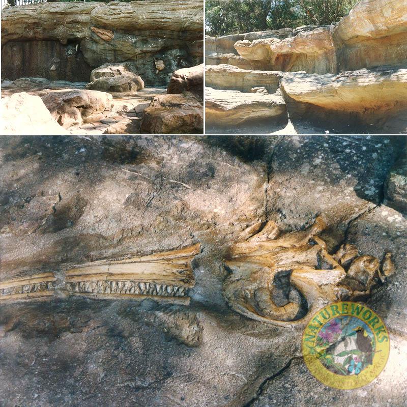 Natureworks Australia Taronga zoo - serpentaria exhibit- artificial rock wall with various imbedded fossils