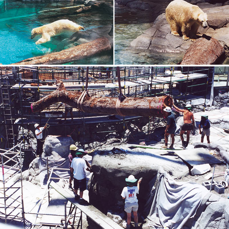 Natureworks Australia Polar Bear Shores-Artificial rock Sea World-in Production photo of giant artificial tree branch being installed and also complete photo of tree insitu and polar bear enjoying the exhibit showing the scaffolding and work in progress