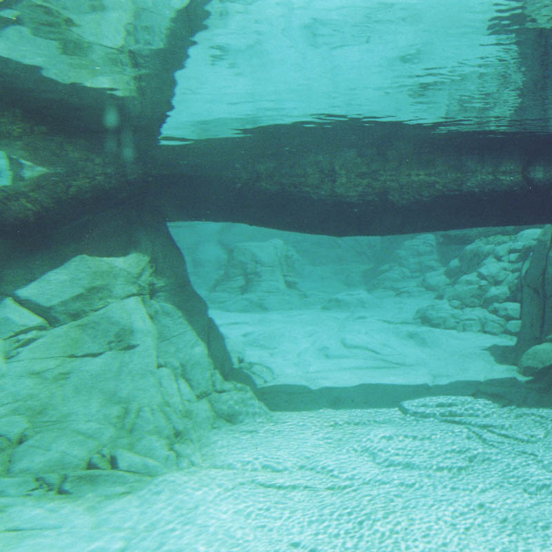 Natureworks Australia Polar Bear Shores-Artificial rock Sea World Completed exhibit- showing underwater view of tree