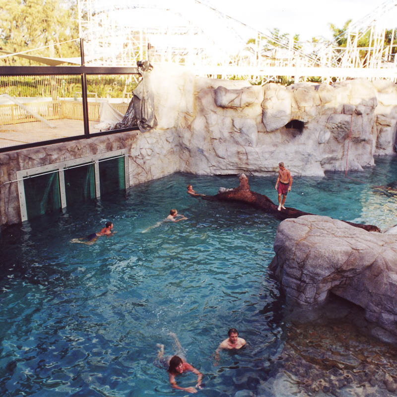 Natureworks Australia Polar Bear Shores-Artificial rock Sea World Completed exhibit- staff enjoying the water after completion