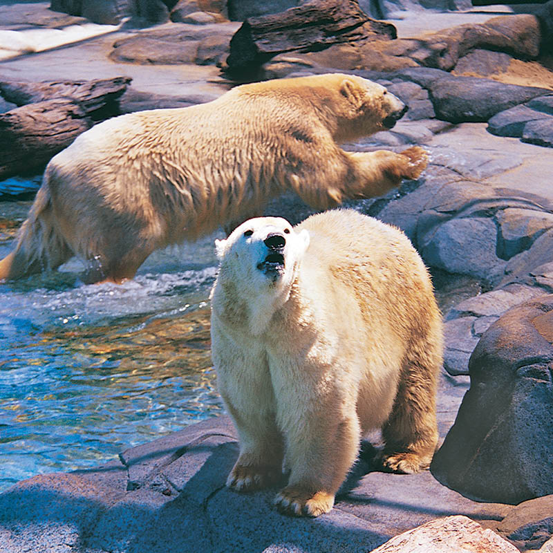 Natureworks Australia Polar Bear Shores-Artificial rock Sea World Completed exhibit- showing two polar bears in exhibit enjoying the water and climbing the rock work