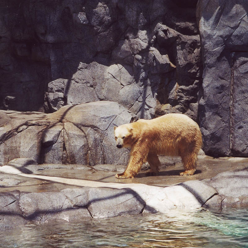 Polar Bear Shores-Artificial rock Sea World Completed exhibit with polar bear in foreground enjoying the exhibit